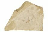 Jurassic Brittle Star Fossil - Solnhofen #256660-1